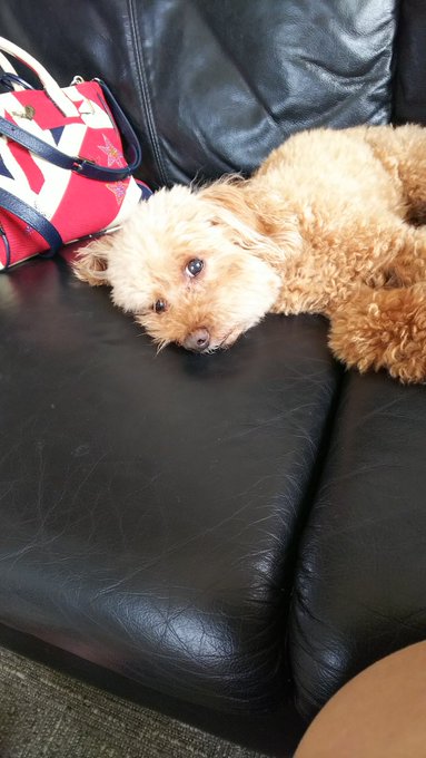 トイプードルのtwitterイラスト検索結果 古い順