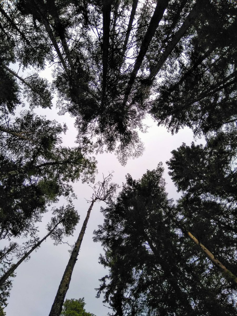 tinycamperde's tweet photo. Der Himmel im Wald 🌲.
Die bis zu 300 Jahre alten Baumkronen lehnen sich schützend über dich und der Wind rauscht durch sie hindurch.
#wanderlust https://t.co/UJRB0C0GFj