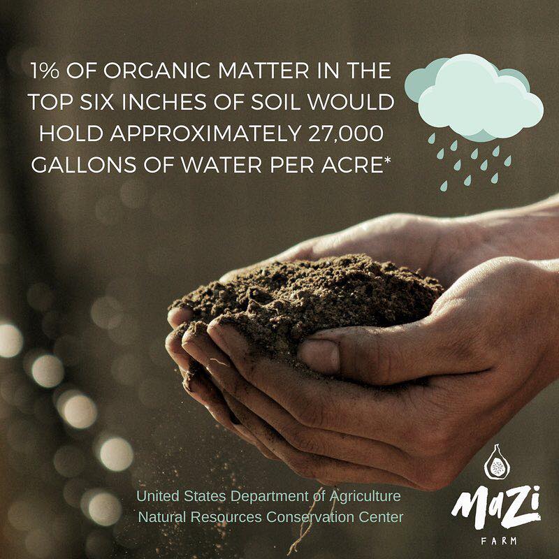 mazifarm's tweet photo. At #mazifarm, we like to say that we’re not culturing crops or #trees, but that we’re culturing #soil. And by that we mean, increasing its organic matter. #agroecology #regenerativeagriculture #healthysoil #agroforestry https://t.co/cAF7FM80EF