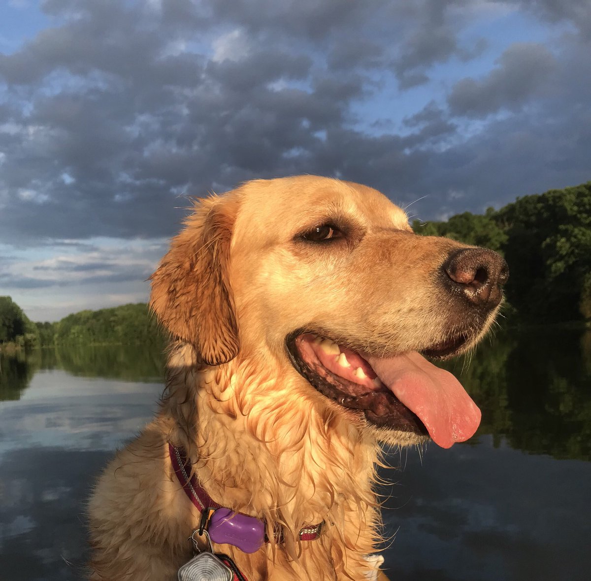 Semi_Handmade's tweet photo. @GoldretrieverUS Two weeks ago #RyleeInService a #ServiceDog taking a sunset kayak #NoFilter #TongueOutTuesday #GoldenRetrievers https://t.co/cLlnEmlext