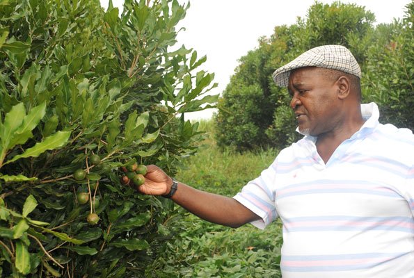 The demand for macadamia nuts is at an all-time high as value rises by 19 per cent > farmbizafrica.com/advertise/10-p…