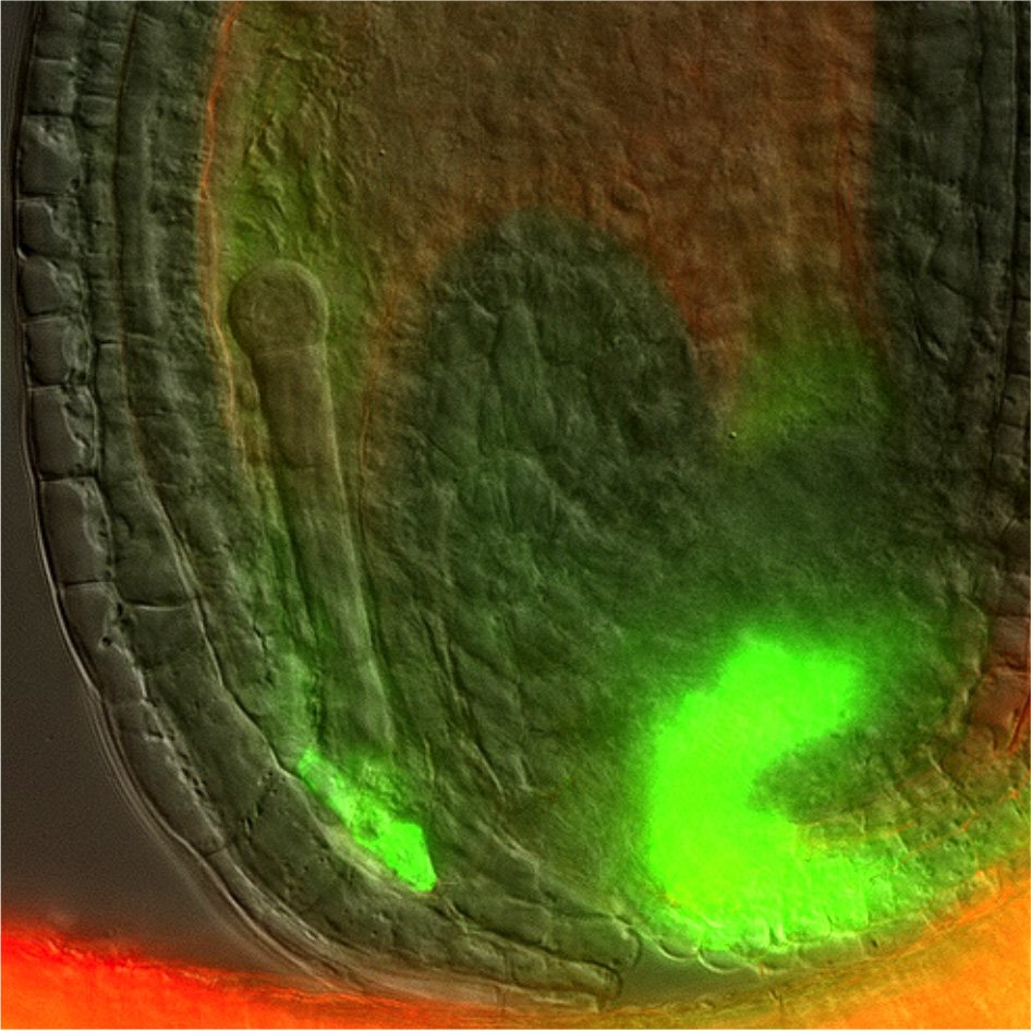Plant mothers talk to embryos via #auxin | Scientists solve long-standing question about signal that regulates embryo development | Study in @NaturePlants http://goo.gl/FNH9CX