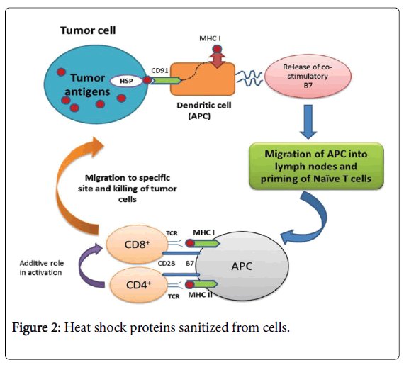 drug_designing's tweet photo. #Heat shock Protein
Heat shock proteins are a family of proteins that are produced by cells in response to exposure to stressful conditions. 
https://t.co/tGhvFUYCPU https://t.co/0ZKdAuh1Gi