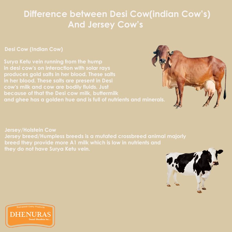 Difference between desi cow ghee and jersey cow ghee