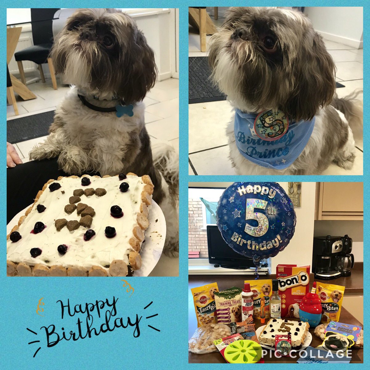 Harley_shihtzu's tweet image. Today is my 5th birthday 🎂🎁🎉🎈#Harley #Birthday #ShihTzu #prince