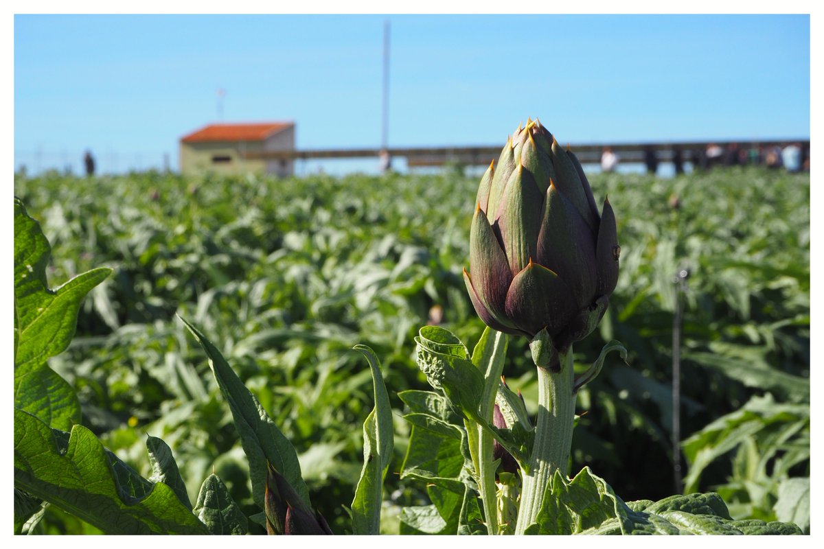 Maslowaten tweet media