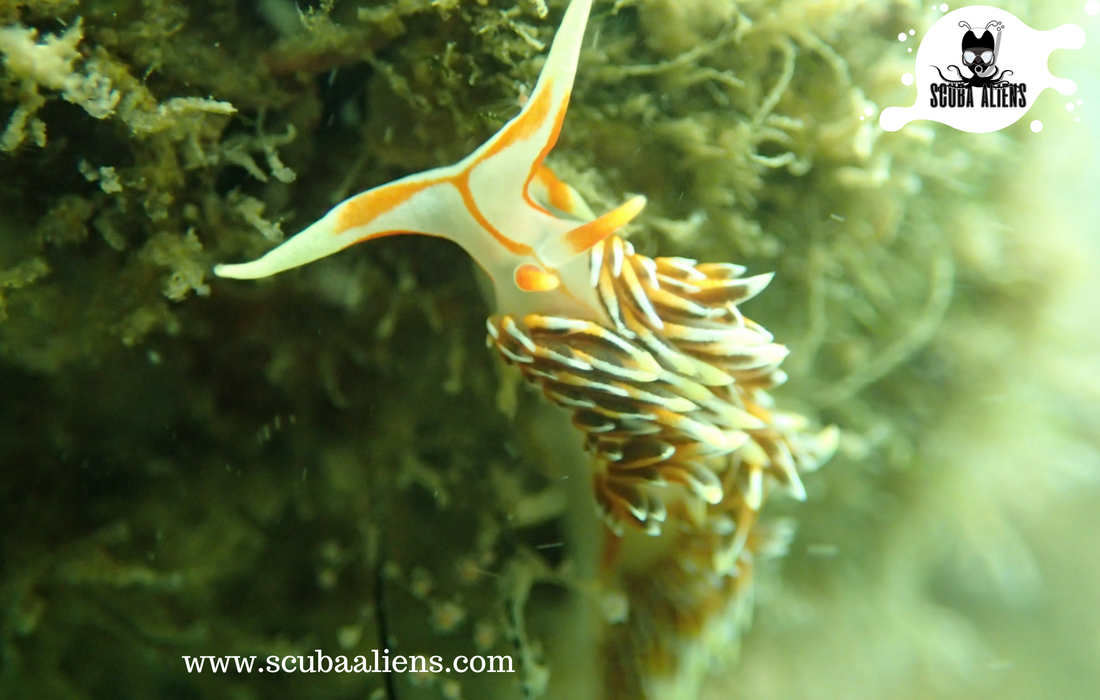 ScubaAliens's tweet photo. "We Exist Underwater - Scuba Aliens PADI #Certified"

The best way to observe a fish is to become a #fish.

#scubaaliens #wateraliens #ocean #underwateraliens #snorkeling #scubadiving #coralreef #boats #weexistunderwater #PADI #scubadivingingoa https://t.co/SCvS8dC2R6