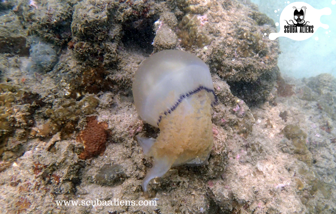 ScubaAliens's tweet photo. "We Exist Underwater - Scuba Aliens PADI #Certified"

The best way to observe a fish is to become a #fish.

#scubaaliens #wateraliens #ocean #underwateraliens #snorkeling #scubadiving #coralreef #boats #weexistunderwater #PADI #scubadivingingoa https://t.co/SCvS8dC2R6
