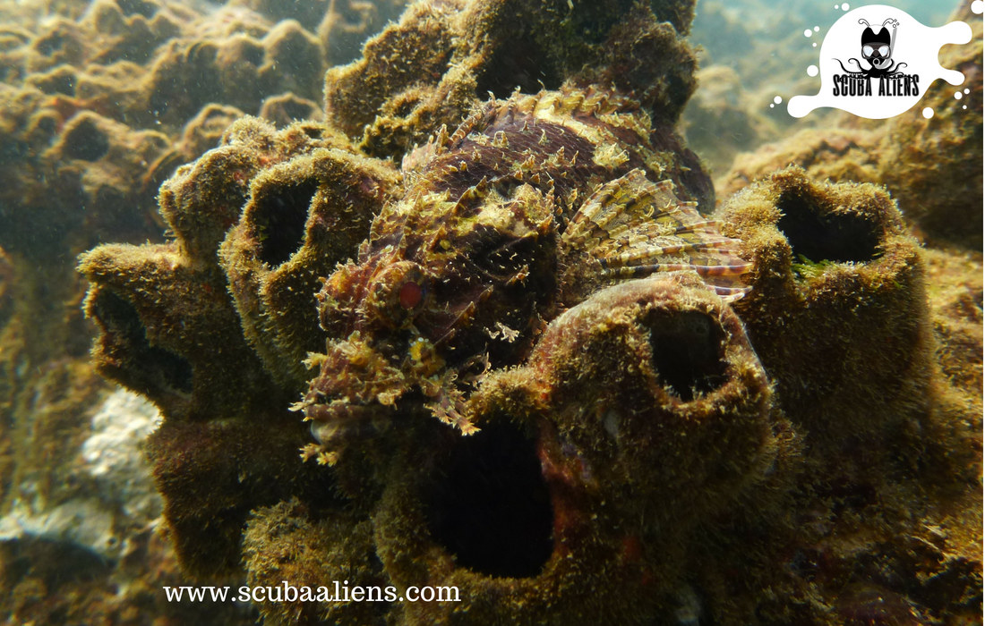 ScubaAliens's tweet photo. "We Exist Underwater - Scuba Aliens PADI #Certified"

The best way to observe a fish is to become a #fish.

#scubaaliens #wateraliens #ocean #underwateraliens #snorkeling #scubadiving #coralreef #boats #weexistunderwater #PADI #scubadivingingoa https://t.co/SCvS8dC2R6