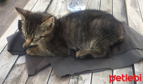 petlebi's tweet photo. #İstanbul #Kedi Miniğimize Ömürlük #Yuva! https://t.co/MSM3t8U3im https://t.co/DK19gKatdN