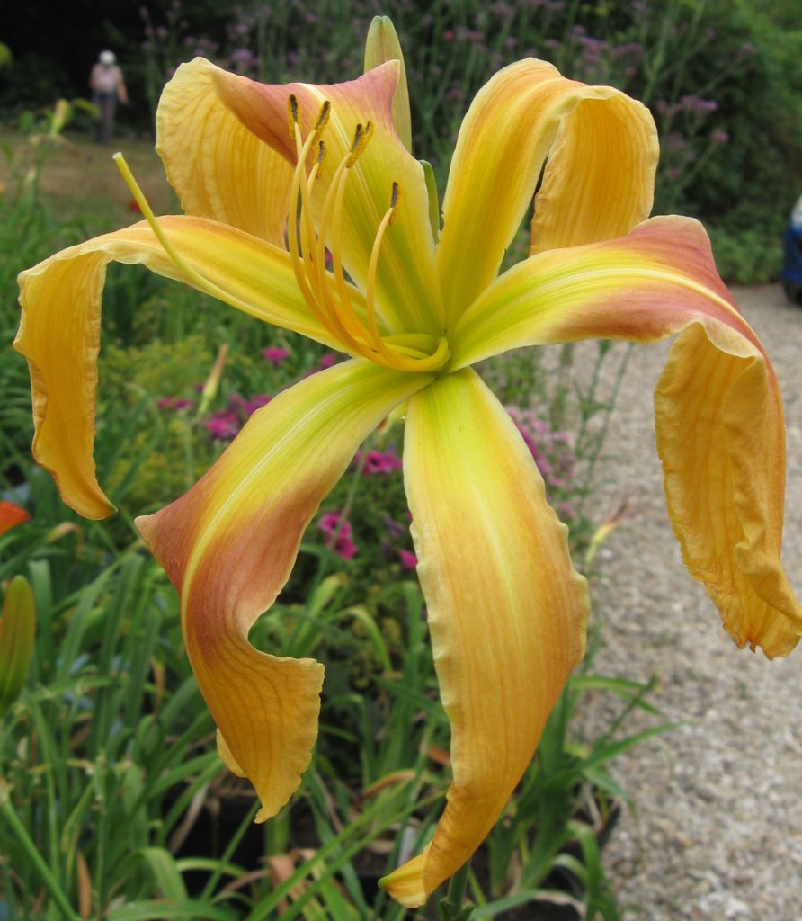 Kahnke Bros Trees (kahnkecon) Twitter