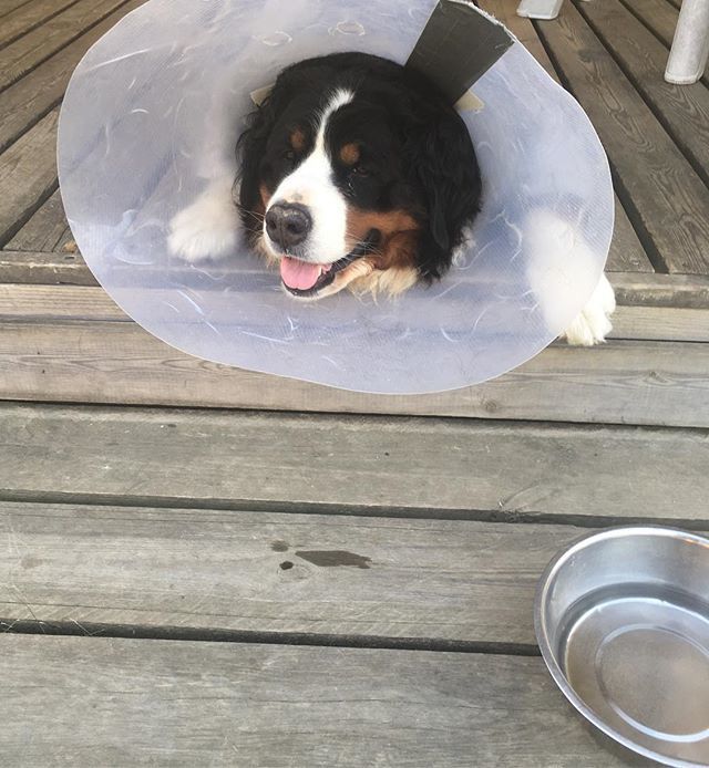 narabernese's tweet photo. Happy #tongueouttuesday! It’ll be another hot day so make sure you stay in the shadow and keep a bowl of water ready! 💦💧☀️
#tot #tonguesout #conedog #hotday #wantsnow #bernersennenhund #bernesemountaindoglovers #bmd #bernerlovers #bernese #berneselov… https://t.co/POF4zJ7tf7 https://t.co/IsNas0Nsh6