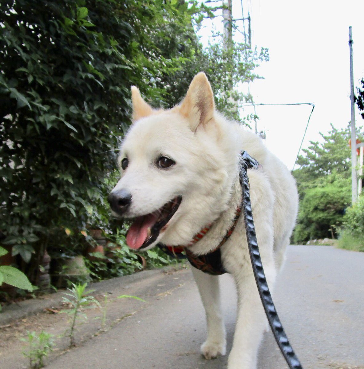 動物,犬,猫,しつけ,飼い方,育て方,病気,健康