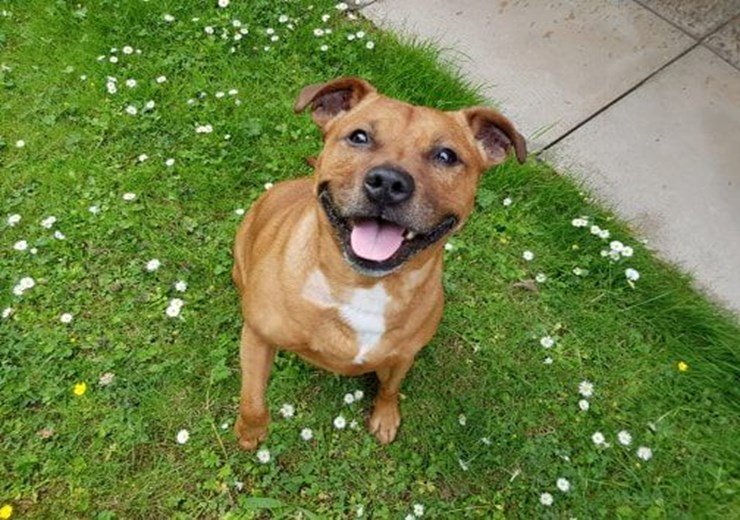 ScottishSPCA's tweet image. We know that Staffies are wonderful dogs so we're delighted to hear that following a debate in Westminster there are no plans to prohibit the owning of the breed. #DeedNotBreed 🐶