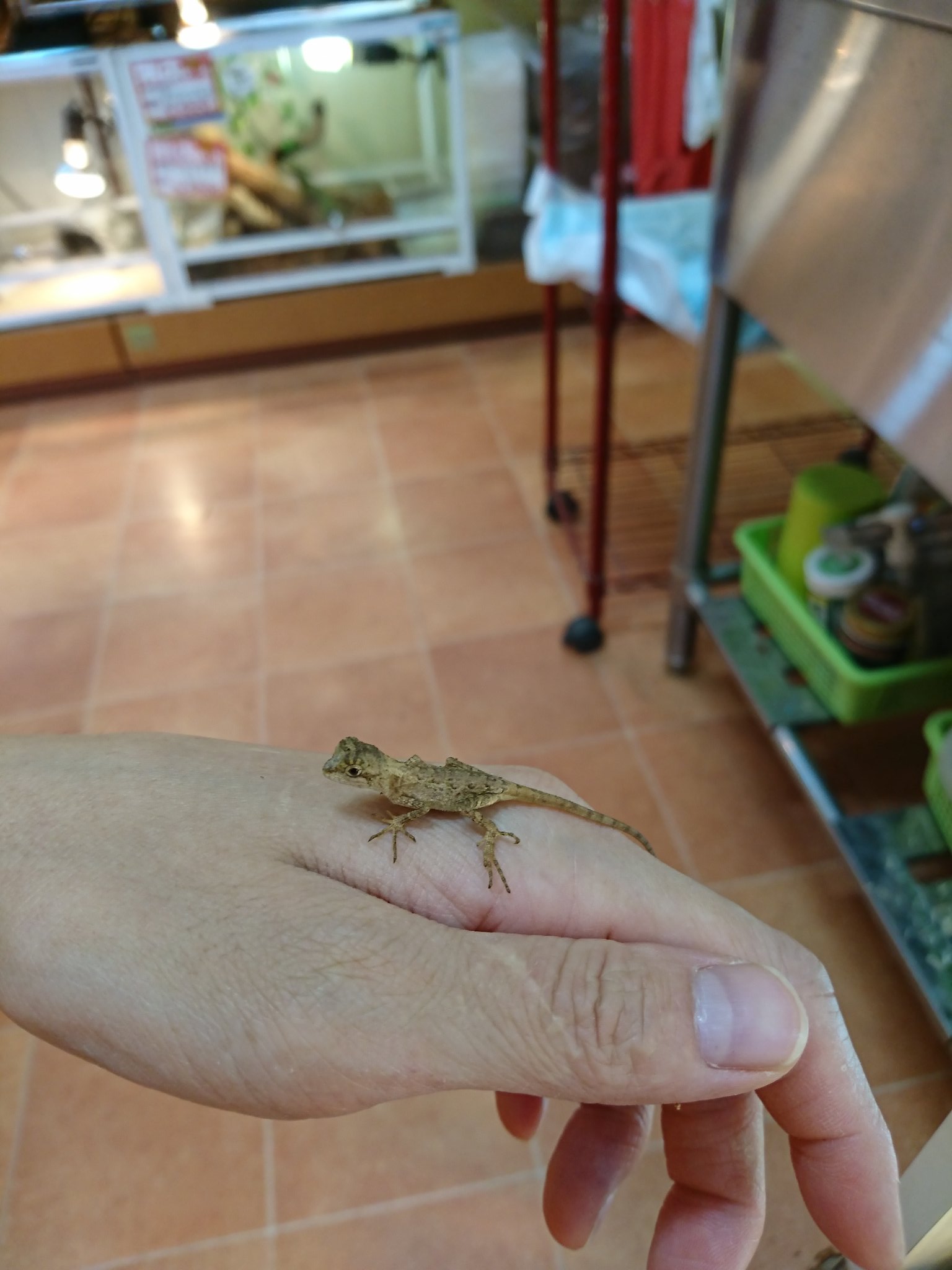 ペポニ 春日井店 オキナワキノボリトカゲ ペポニc Bベビー 7月3日うまれの赤ちゃんです ワラジムシやハニーワーム極小サイズを食べてます 可愛い Mozoペポニ一匹限定ですよ T Co 6ry9x7rwiu Twitter