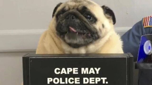 Police post mug shot of lost dog, bail paid in cookies thespec.com/news-story/874… https://t.co/gfNAsZcTCR