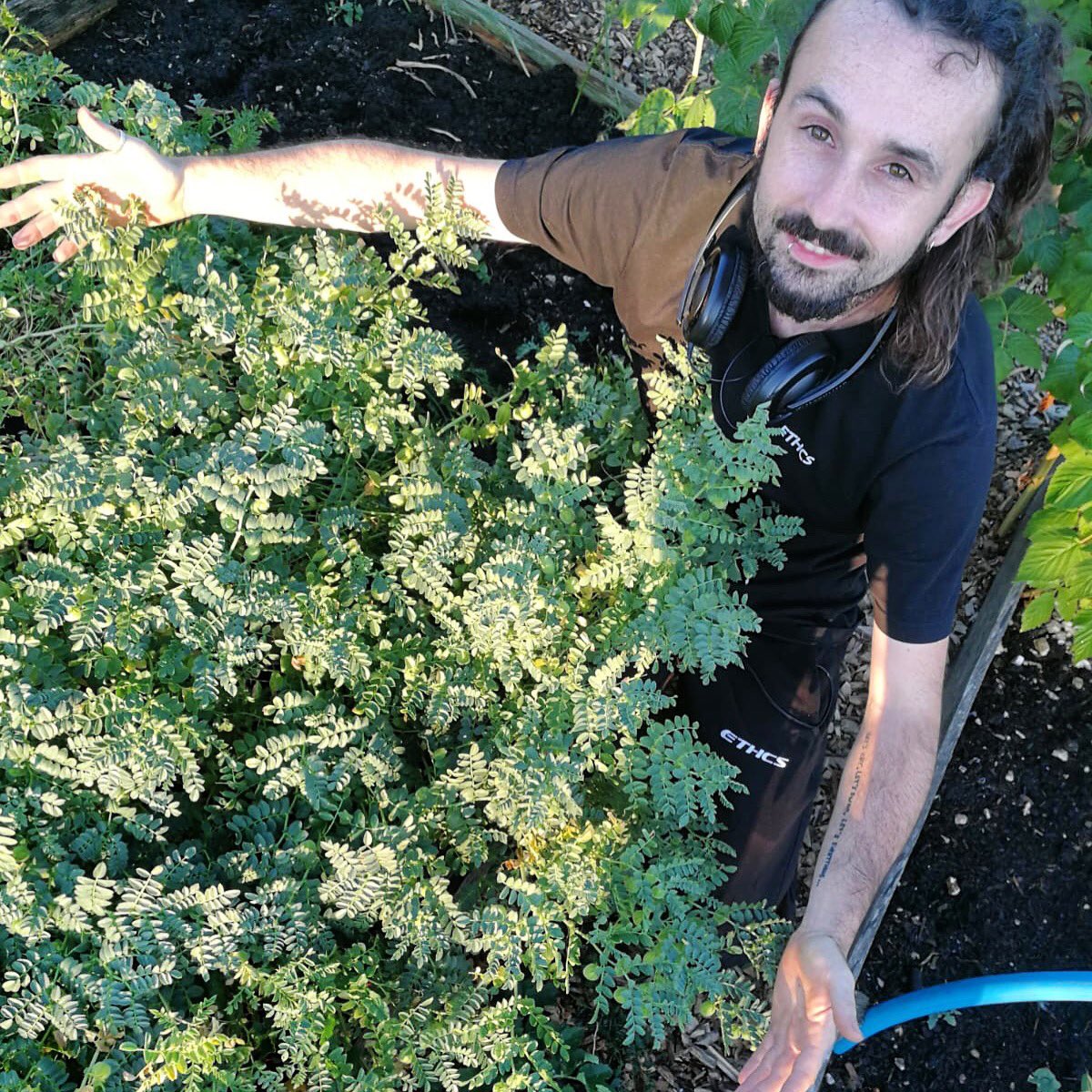 CompostMichael's tweet photo. Today is good for growing organic food in organic clothes go see @ETHCS_ ๐๐ผ #allotment #allotmentlife #GrowYourOwn #gyo #organic #vegan #Vgang #ethcs #chickpeas https://t.co/2TNuVtXLRo