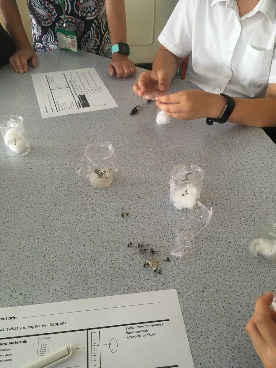 Ricards_Science's tweet photo. Germination investigations and flower dissections in the Science department today 🔬 @RicardsYear7 @RicardsTweets https://t.co/SUpPGc3ju8