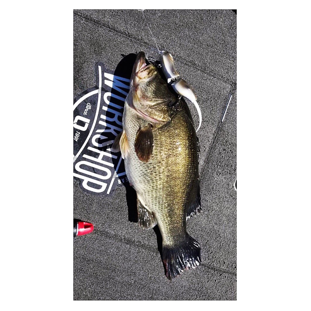 illudebaits (@illudebaits) on Twitter photo 