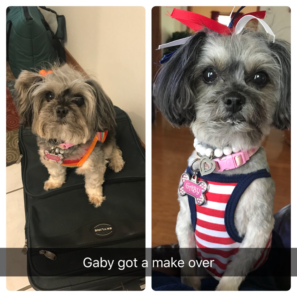 CindyMurray11's tweet photo. Thank you Lufkin PetSmart!#petsmartgrooming https://t.co/B8Zu8ANexS