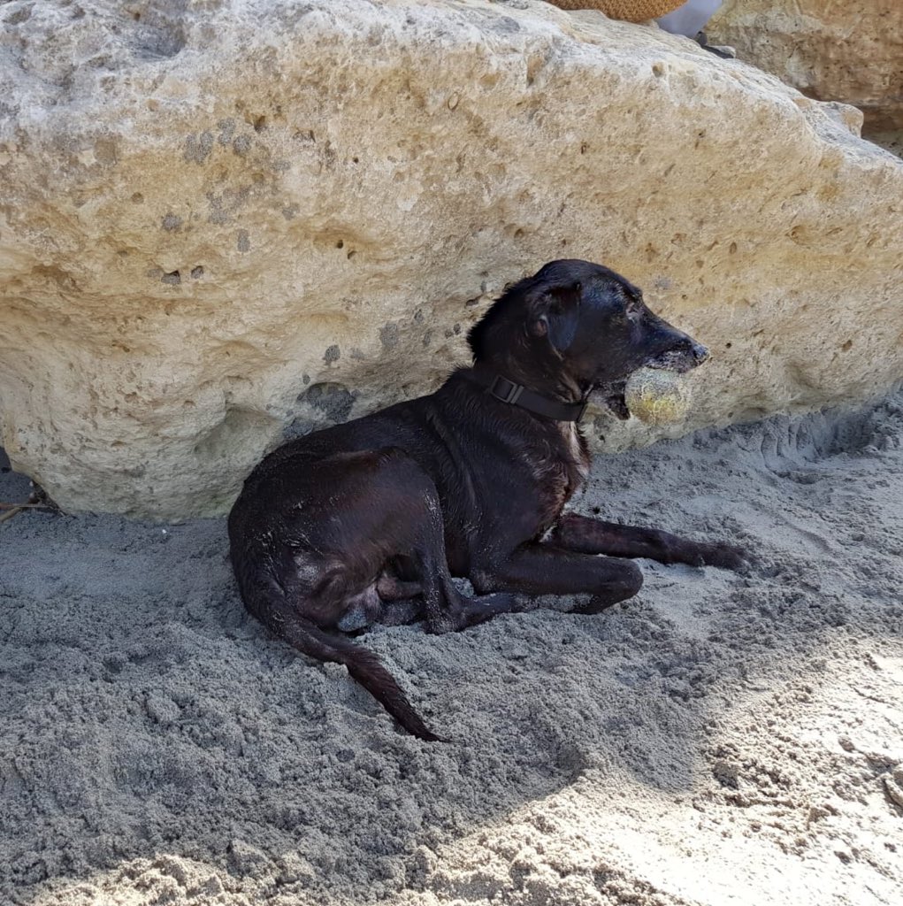 ErikadeBonis's tweet image. 🐾Pure Love 🐾 
•
•
#PureLove #Dogs #SummerDog #dogsofinstagram #Weimaraner #PastoreTedesco #germanshepherd #HappyDogs #ILoveMyDog #ToTheBeach #Sand #DogInTheSand #Puglia #cani #AmoiCani #BestFriends #DogFriend