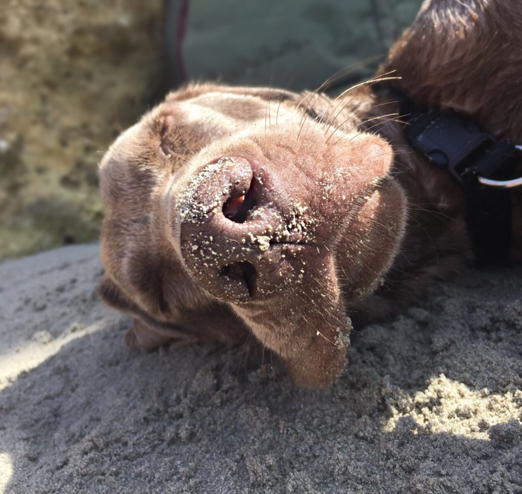 ErikadeBonis's tweet image. 🐾Pure Love 🐾 
•
•
#PureLove #Dogs #SummerDog #dogsofinstagram #Weimaraner #PastoreTedesco #germanshepherd #HappyDogs #ILoveMyDog #ToTheBeach #Sand #DogInTheSand #Puglia #cani #AmoiCani #BestFriends #DogFriend