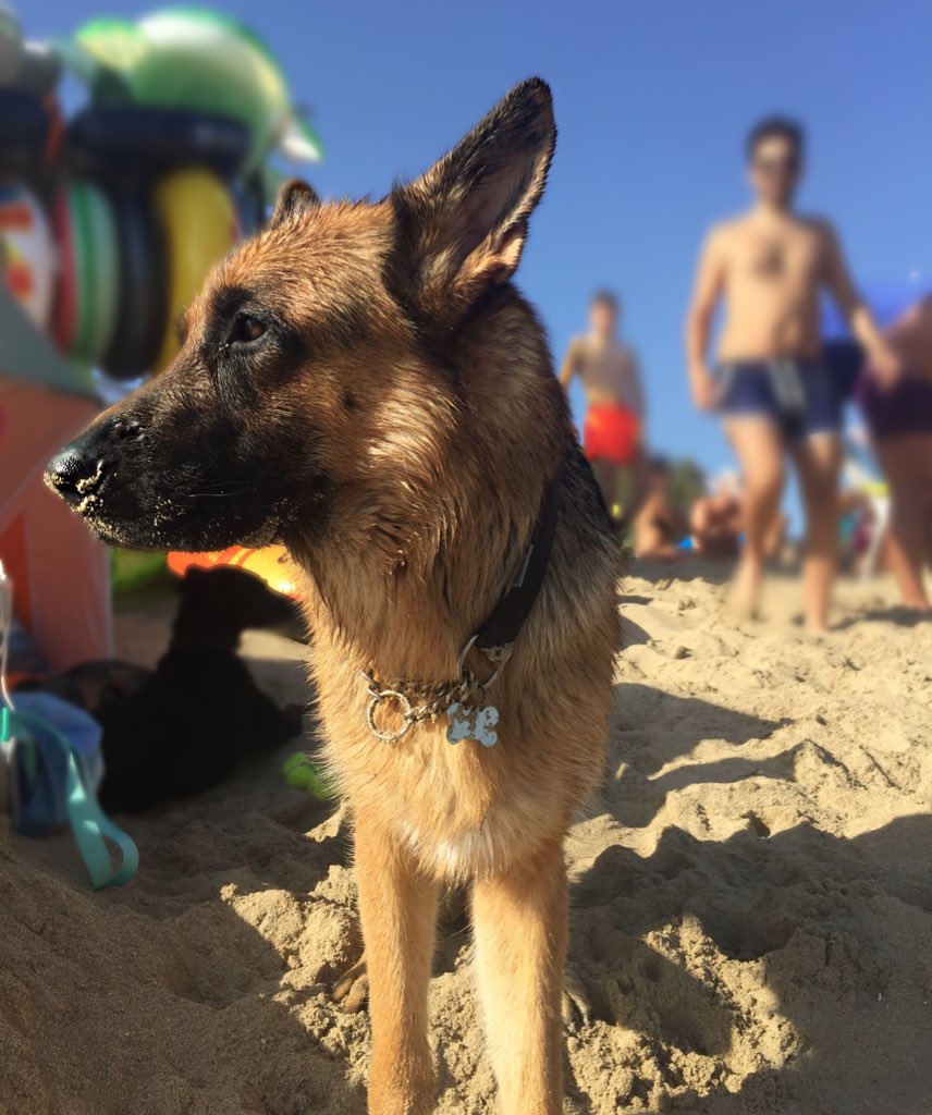 ErikadeBonis's tweet image. 🐾Pure Love 🐾 
•
•
#PureLove #Dogs #SummerDog #dogsofinstagram #Weimaraner #PastoreTedesco #germanshepherd #HappyDogs #ILoveMyDog #ToTheBeach #Sand #DogInTheSand #Puglia #cani #AmoiCani #BestFriends #DogFriend