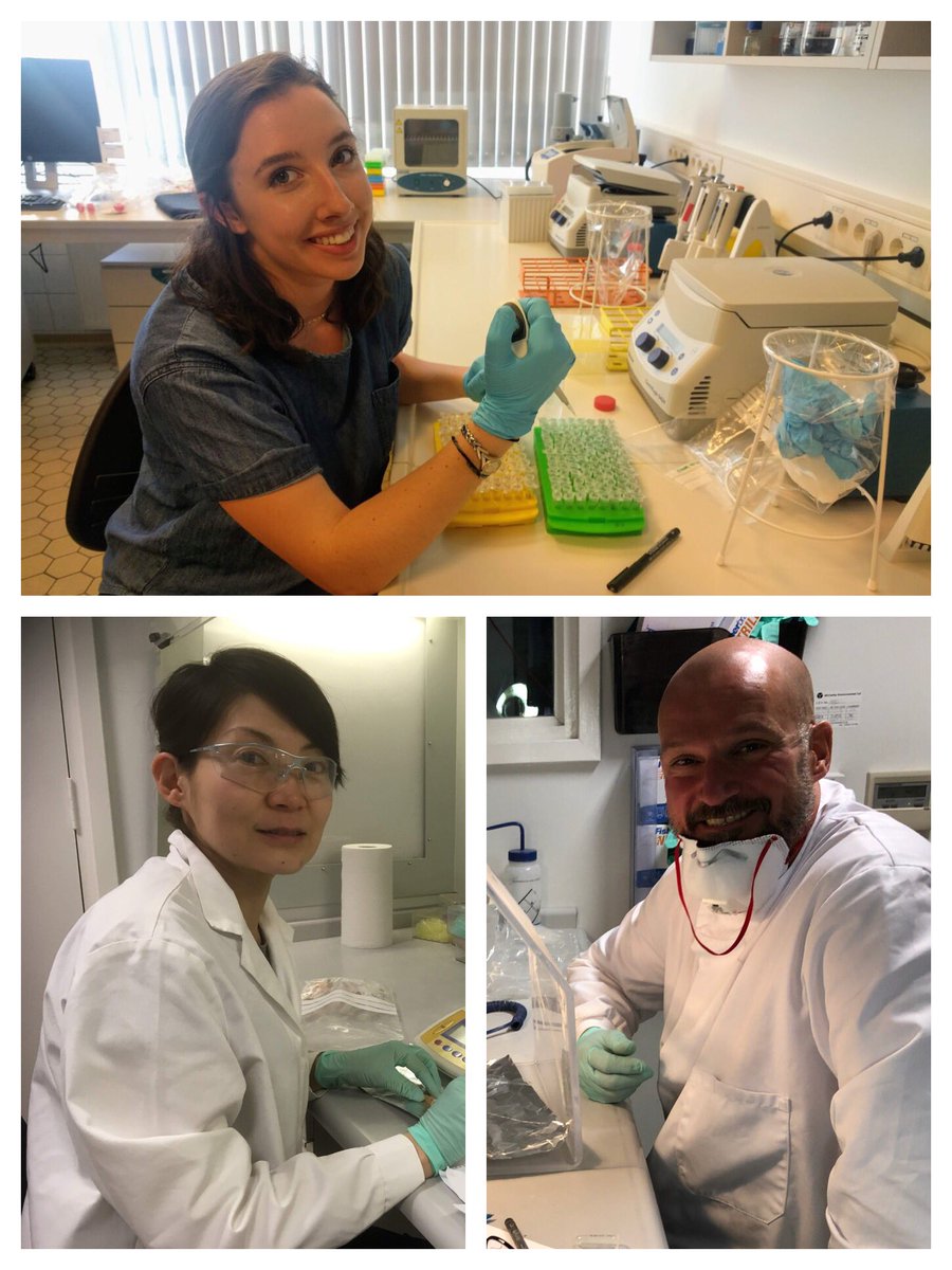 Katerina__Douka's tweet image. I’ve been extremely lucky in the last few weeks to host 3 amazing students who helped us process thousands of #Palaeolithic bones from Denisova and other caves. Volunteering can be fun &amp;amp; rewarding both ways with #FINDER_Project @ERC_Research @PalaeoTwit bit.ly/2zMq8JV