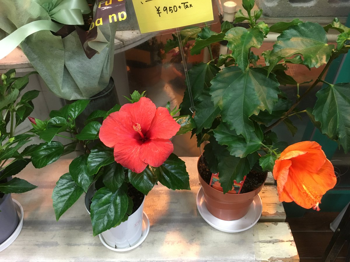 みどりやrico ハイビスカス 夏のイメージのあるハイビスカスですが 実は春から秋まで長く花を咲かせてくれます 鮮やかな赤 や黄色の花が夏らしく 贈り物などにオススメです みどりやrico ハイビスカス 夏のイメージのあるハイビスカスですが 実は春から秋まで長く花を咲かせてくれます 鮮やかな赤 や黄色の花が夏らしく 贈り物などにオススメです