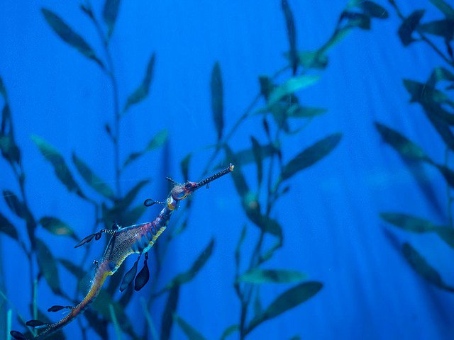 Sea Dragon atau Naga laut pecintahewan.id/sea-dragon-ata…