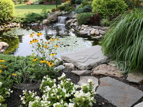 Pondpro2000.com tweet media