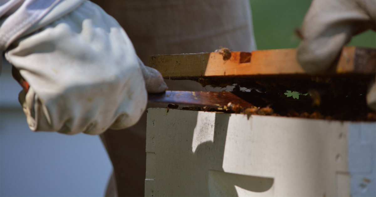 BMBeeFarm's tweet image. Upcoming Webinar! Join us 7/19 as our expert guest, Marla Spivak, will enlighten us on #propolis, how it benefits our colonies, and how beekeepers can encourage the production in their bee hives. Free to the public, but pre-registration is required. goo.gl/gTdW9o