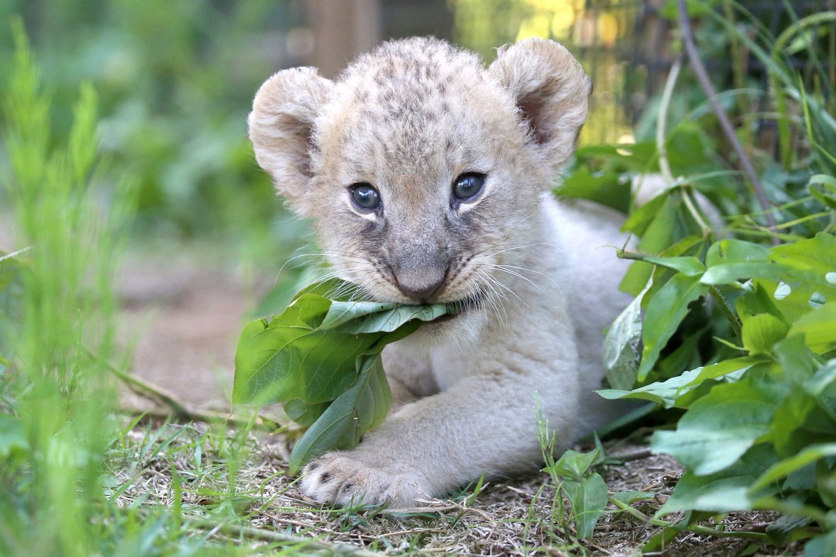 ট ইট র 富士サファリパーク公式 ライオンの赤ちゃんが 草をはむはむ してるということは 歯が生え始めたということです 草を食べているわけではありません 富士サファリパーク T Co Sz1ncpfoqg