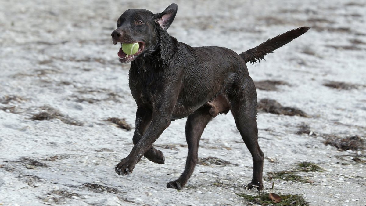 Dog dies from saltwater poisoning at Florida beach bit.ly/2L53XUJ?utm_so… https://t.co/Iq2FwgAEyo