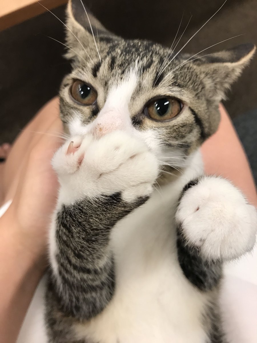 office_neko's tweet photo. ちゅぱちゅぱ...ゆび美味しいニャン♪

#猫社員
#猫社長
#もふもふ
#ふわもこ部
#キジトラ
#のらねこ部
#ねこばか
#ねこら部
#にゃんこ
#ねこ好きさんと繋がりたい
#ねこ好きさんとつながりたい
#猫好きさんと繋がりたい
#猫好きさんとつながりたい https://t.co/FBVkNd4sEX