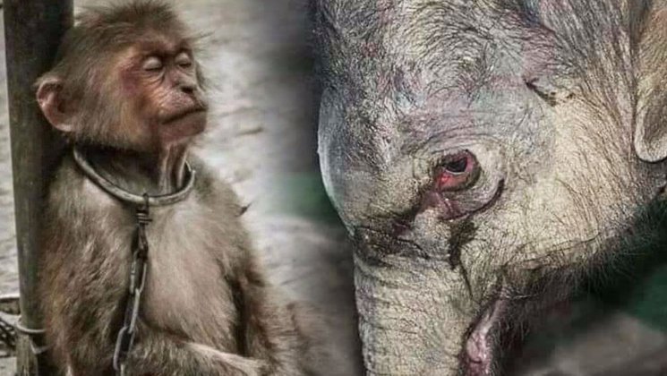 Protect_Wldlife's tweet photo. #ThoughtForTheDay from @IanSomeralder.

"Animal cruelty is one of the most unfortunate and barbaric demonstrations of human beings manipulating ill conceived notions of ‘power’ over other species"

What gives us the right to treat animals in this way?

#CompassionOverCruelty ❤️ https://t.co/OO4rH8NAij