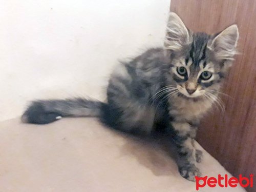 petlebi's tweet photo. #İstanbul #Kedi 2.5 Aylık Norveç Orman Kedisi Coco Ve Kardeşi #YuvaArıyor https://t.co/Z2IRlOyTNC https://t.co/rmq4RhmLs4