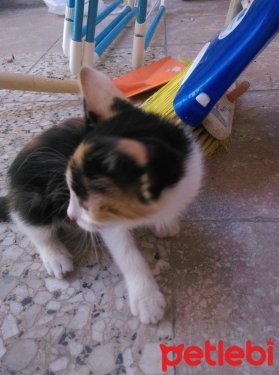 petlebi's tweet photo. #İzmir #Kedi #Oyuncu Minik Cimcime https://t.co/5H83DAp0rr https://t.co/fcpz55bi5g