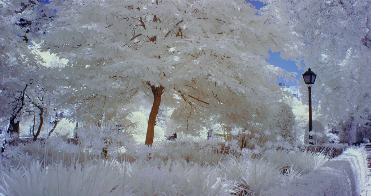 Descubrimos el 'Infrared Universe' con <a href="/pedroalvera/">Pedro Alvera</a>.
Las fotografías están tomadas con la Panasonic EVA1 IR, que permite activar y desactivar el filtro infrarrojo, potenciada con el Atomos Shogun Inferno de @Atomos_News. 
Aquí podéis ver el vídeo: buff.ly/2JzsWto