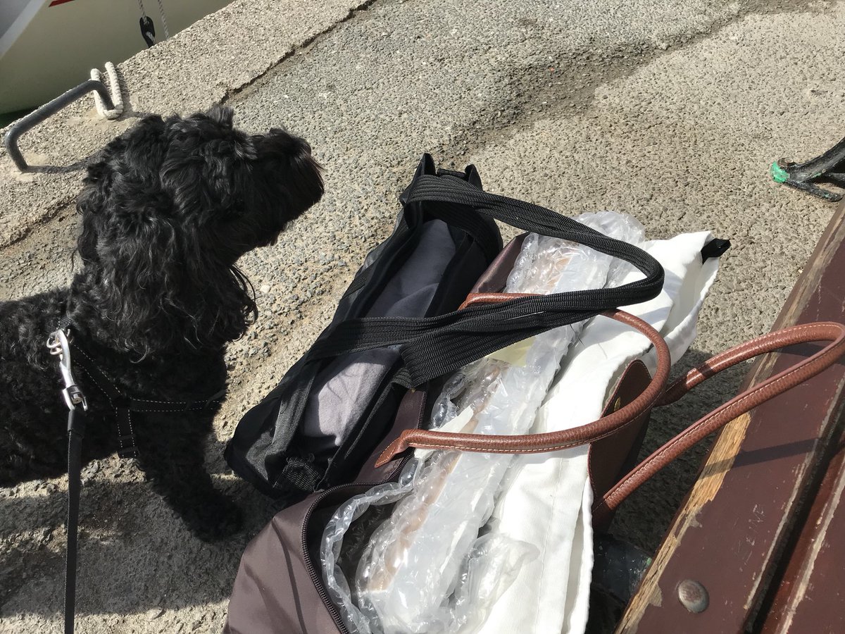 SueBown's tweet photo. Poppy helping deliver new collection of work to Karensa Art #padstow #cornwallart #coastalart #newart #sailingboat #sailboats #actionpaint #suebownart #exciting #yachtinglifestyle #interiors #holidaycottage #holidayart #colourful https://t.co/HMPv359X4t