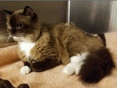 Siamese Angels On Twitter Baby Petra A 3 Yr Old Spayed Female