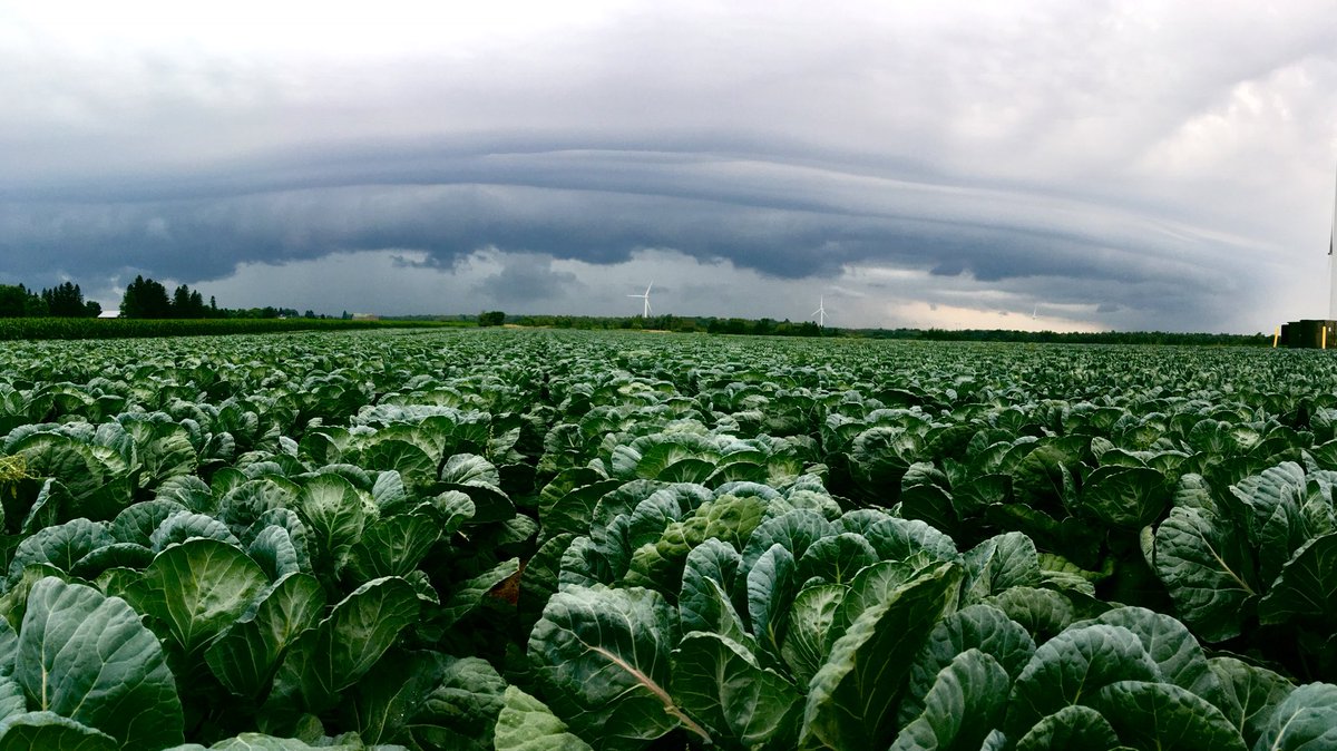 Just in time to grab tissue samples for <a href="/FarmLennox/">Lennox Farm</a> yesterday. Brussels Sprouts look fantastic for the hot and dry conditions. #watchitgrow18 #ontag