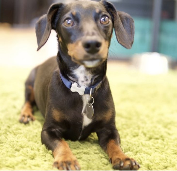 statezerolabs's tweet photo. If you did not know, at @statezerolabs we are massive dog lovers! This is Gus, our Canine Innovation officer who works alongside all our projects!
#statezerolabs #SZAccelerator #Blockchainstartups https://t.co/iZOBVBR2Jb