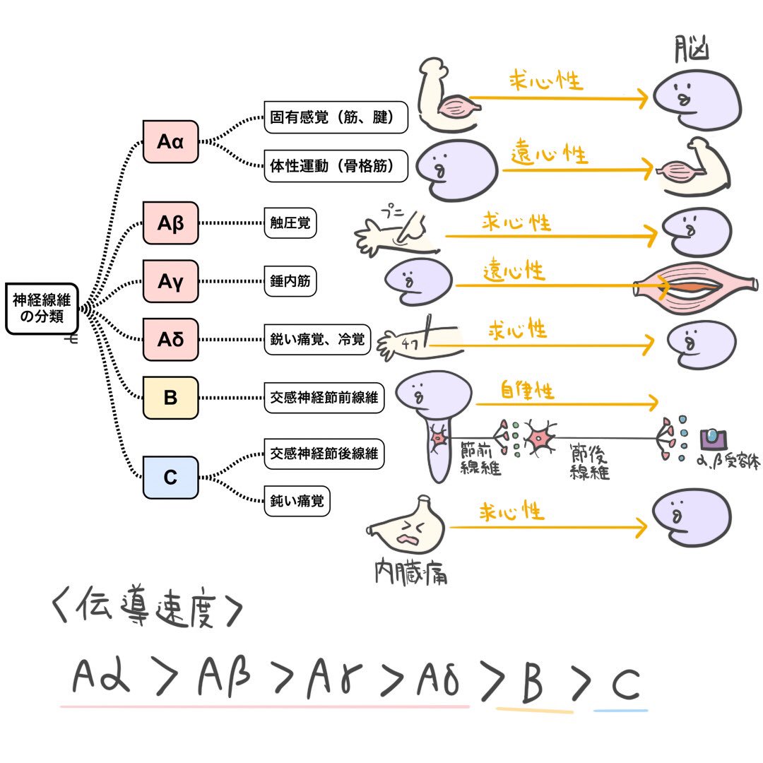 ゴロ 解剖生理イラストさんのツイート イラストで分かる 神経線維の分類 ココ苦手な人多いと思うんだ