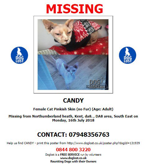 CatsMissing's tweet photo. 🆘#HelpFindCandy F/M #Sphynx INDOOR #Cat MISSING since Mon 16/7/!8 #NorthumberlandHeath #Kent #DA8 Pinkish Skin NO FUR susceptible to sunburn/skin cancer #NeedsFindingFast Yellow Eyes Chipped #ScanMe #MissingCatsUK @DoglostUK▶https://t.co/2vUkrk1v6Y FB▶https://t.co/5W5DUvX51O https://t.co/plmInXEehl