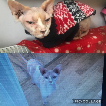 CatsMissing's tweet photo. 🆘#HelpFindCandy F/M #Sphynx INDOOR #Cat MISSING since Mon 16/7/!8 #NorthumberlandHeath #Kent #DA8 Pinkish Skin NO FUR susceptible to sunburn/skin cancer #NeedsFindingFast Yellow Eyes Chipped #ScanMe #MissingCatsUK @DoglostUK▶https://t.co/2vUkrk1v6Y FB▶https://t.co/5W5DUvX51O https://t.co/plmInXEehl