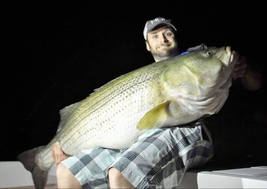 _Darcizzle_'s tweet photo. RETWEET for the fish of two lifetimes...60lb striped bass by fish slayer Justin Lerner! #fishing #WOW https://t.co/djwIwGUfQ4