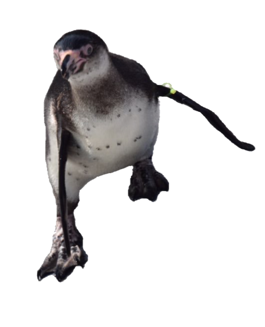 最新のhd動物 コラ画像 最高の動物画像 最新のhd動物 コラ画像 最高の動物画像