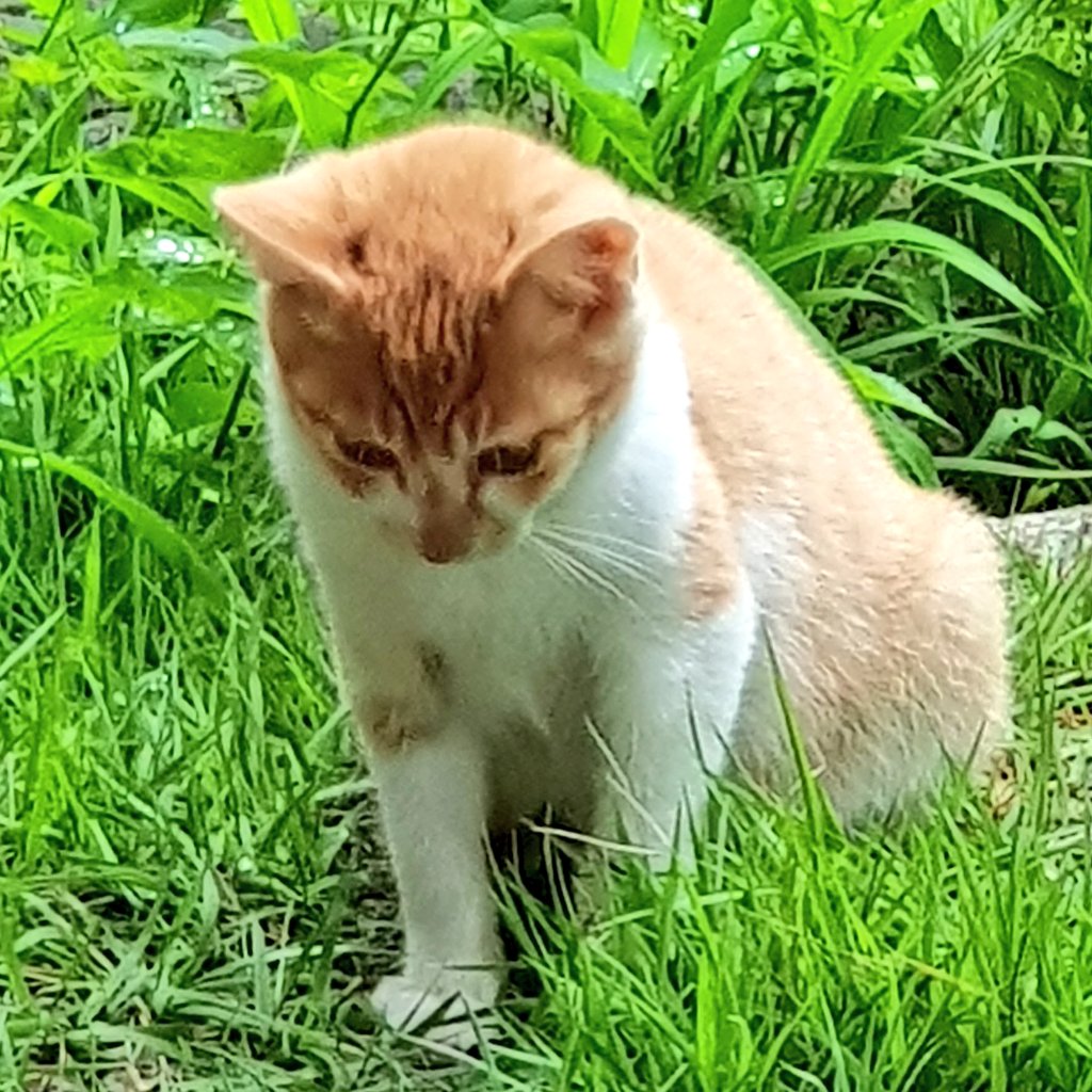 내 발톱이..                아깐 있었는데..?