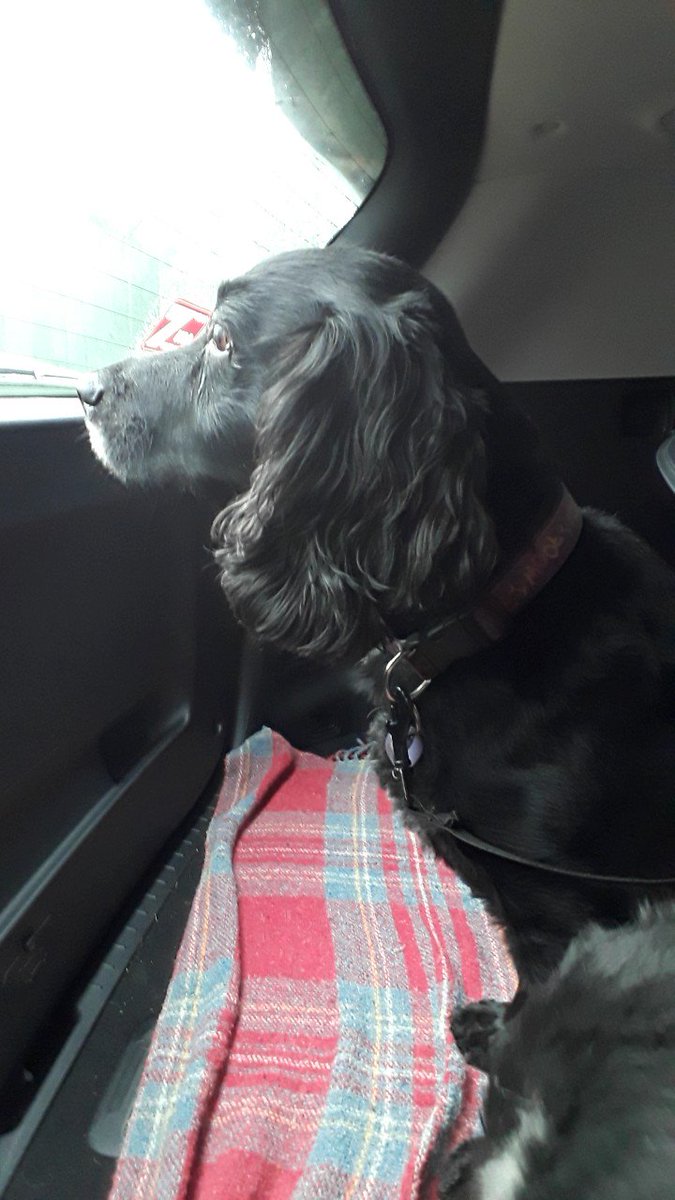 JJWINNN18's tweet photo. #Cockerspaniels #Lovemyfreddy https://t.co/CAyCkrU38h